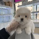 청담-104 | 청담지역 꼬똥드툴레아 분양 후기퍼피플라워 위례점 직접 방문해보니