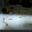 My Leopard gecko&#39;s feeding. 이미지