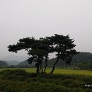 금계2리 | 안동...금계리 거북바위