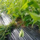 황진농장 이미지