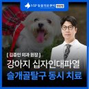 강아지 십자인대파열 수술 후기(슬개골 동시 치료)