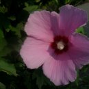 솔내음가득히 이미지