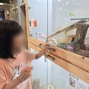 댕댕냥냥 | 부천 고양이카페 추천, ‘댕댕냥냥 부천점’ 아이와 다녀온 후기