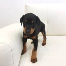 양평특수견 이미지