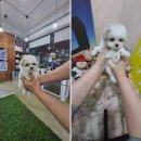 강아지분양 애견입양 아이러브독 인천점 | 강아지분양 애견입양 아이러브독 인천점, 믿음직한 간석동애견샵의 따뜻한 서비스