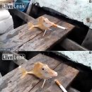 뻐끔뻐끔