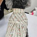 펫 디자인(강아지 옷 만들기) 이미지