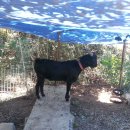 종부농장 이미지