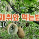 으름 효능 으름열매 먹는법 으름나무 열매 이미지