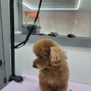 아임댕댕 이미지
