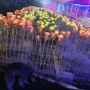 펫아일랜드2 이미지