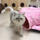 묘랑묘랑 일산점 이미지