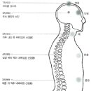 차크라의 해부-생리-심리학적인 의미 이미지