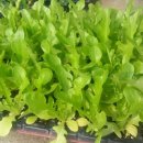 금촌농약사 이미지