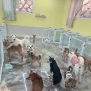 도로시지켜줄개 이미지