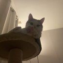 야옹아멍멍해봐 속초점 이미지