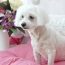 빛나펫살롱 이미지