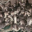 슈퍼청계 병아리 7,000원 분양합니다. 이미지