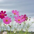 코스모스 이미지