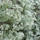 쑥쑥한의원 이미지