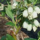 봉성농장 이미지