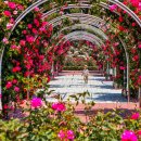 장미의거리13 이미지