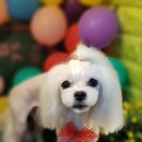 단짝 펫살롱 이미지