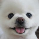달리
