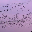 철새보는집 이미지