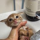 냥글냥글 이미지