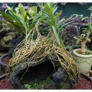 석부작박물관 이미지