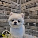 오도독뽀도독 이미지