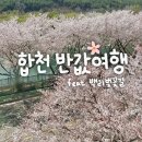 황매산관광농원민박 | 합천 반값여행 신청 후기 백리벚꽃길 코스