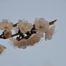 일본 국화가 벚꽃이라 다행 이미지