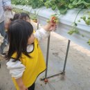 다솜어린이집 | 면목동어린이집 하늘채어린이집 딸기체험 다솜딸기농장 현장학습 이야기