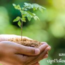 ต้นไม้ของพ่อ / Dton Mai Kaung Por (Father’s Tree) 이미지