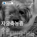 대웅동물병원 | [밀양대웅동물병원|산과] 자궁축농증 수술