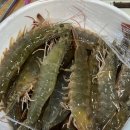 대학동-15 | 신림 대학동 고시촌 회 &amp; 새우 맛집 | 바닷가 막회 맛집 솔직 후기 #내돈내산