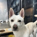 동물보육원 김포지부 이미지