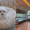 도그마루 강아지고양이 청주점 이미지