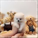 마마스미독 강아지분양 인천점 이미지