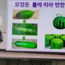 에띠모와 에띠임 이미지
