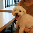 대구반려동물산업협동조합 함개하자냥 이미지