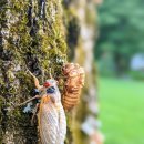 매미농장 이미지