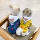 봉봉 - 거제시 거제중앙로17길 6 | 봉봉