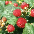 좌상바위 이미지