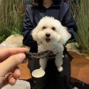 봄이까까 | [인천 송도] 애견동반 가능한 센트럴파크역 안마의자 카페! 누하스가든