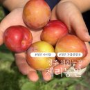 청주 아이와 가볼만한 곳 체리농원 자두 수확 체험 농장