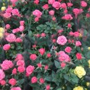 밀알농원 이미지