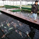 진천관상어 이미지